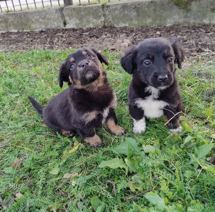 Czarne kuleczki szczeniaki.