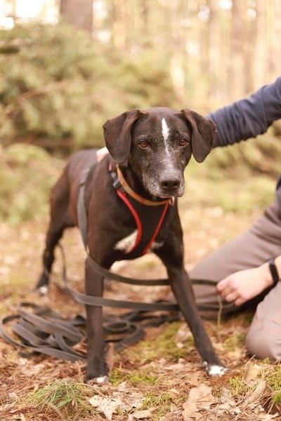 Trop melduje się na specer! Adoptujesz go?