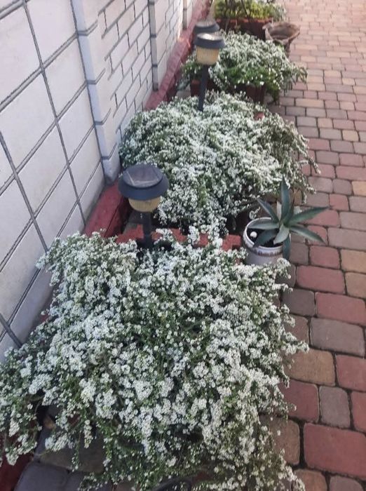 Астра верескова вулична