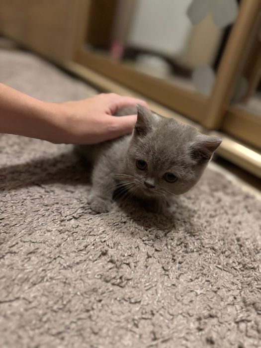 Чудові британські короткошерсті кошенята