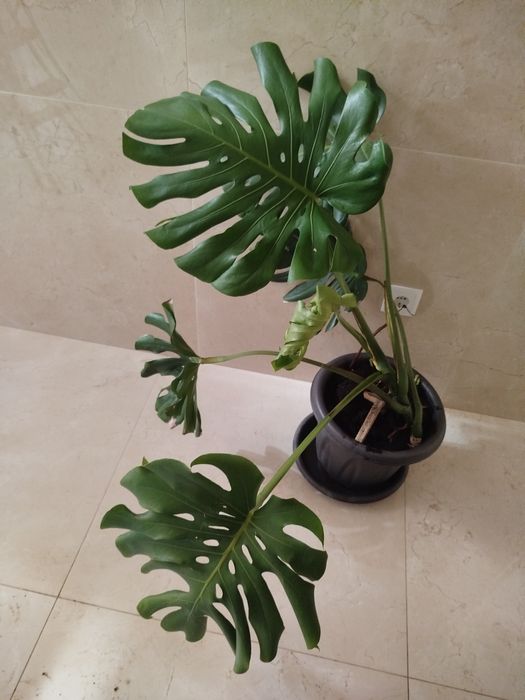 Planta natural grande, monstera deliciosa costela de Adão