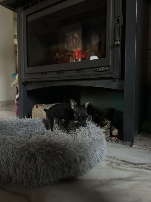 Продам цуценя цвергпінчера