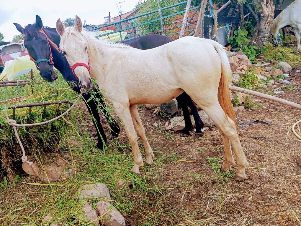 Égua cruzada parinda