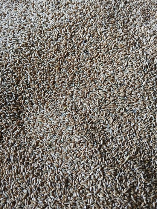 Pszenżyto ozime, żyto hybrydowe, pszenica