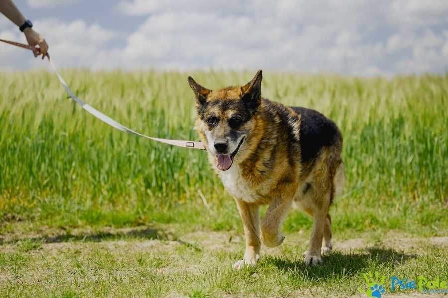 Dostojny starszy HOSSE - pies w typie owczarka adopcja
