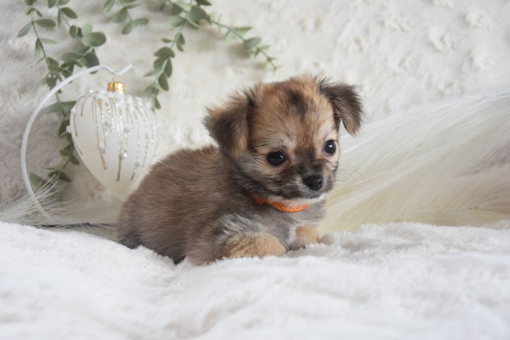 ESMERALDA - Długowłosa Chihuahua