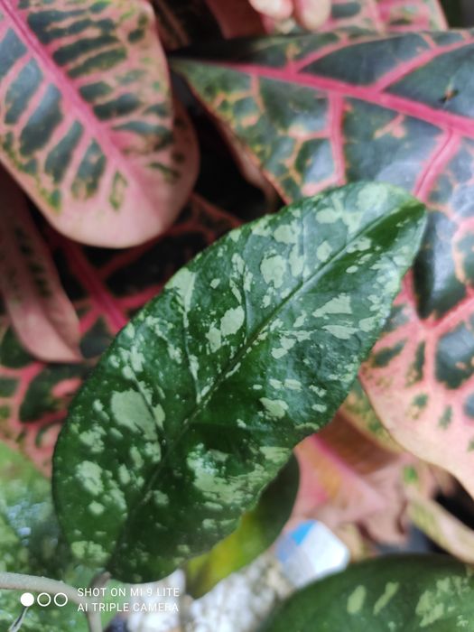 Hoya hoja sp.Acech AR09 rarytas