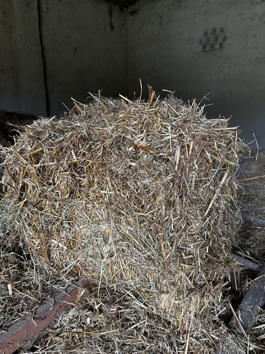 Siano i słoma w kostkach lub  luz