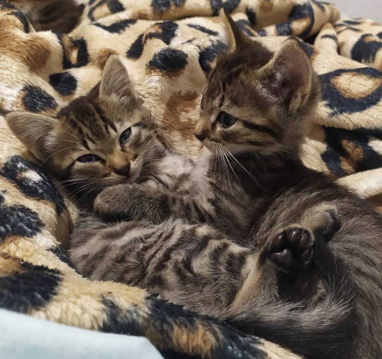 Смугасті гарнючі кошенята в добрі руки. Котята безкоштовно