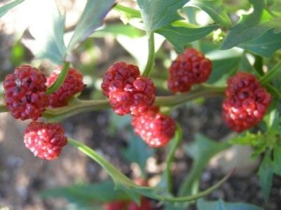 Sementes de Morango Espinafre - raro