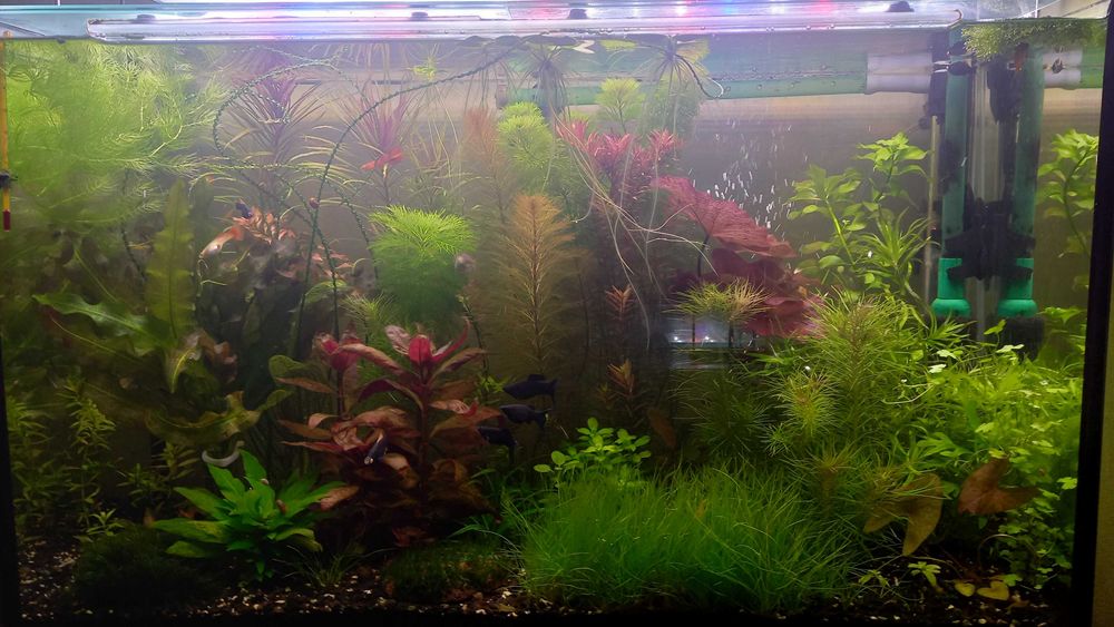 Аквариумные растения .