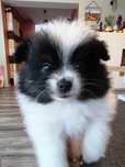 Szpic miniaturowy - pomeranian cudnej urody suczka
