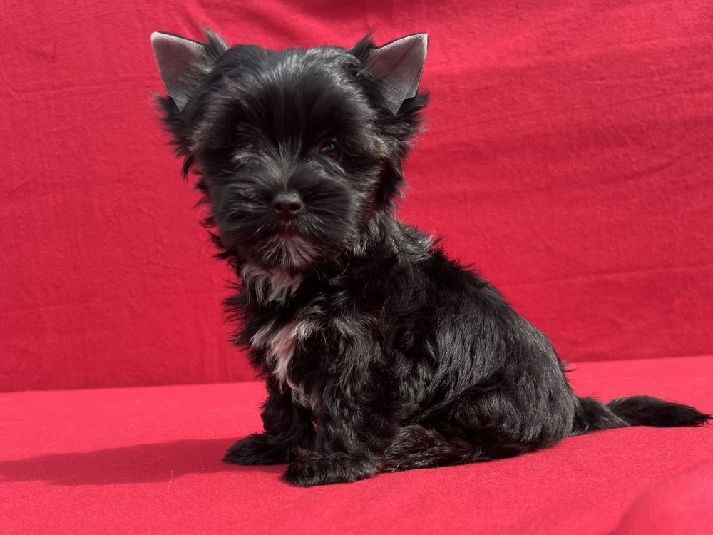 Black Yorkshire Terrier suczka York