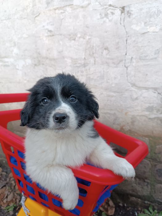 Отдам в добрые руки