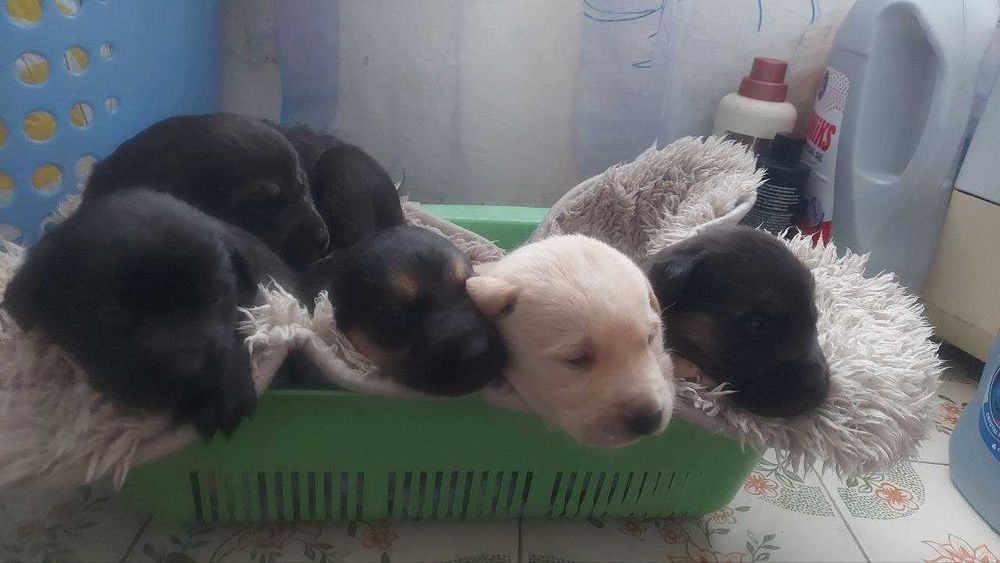 Кому потрібні цуценята?