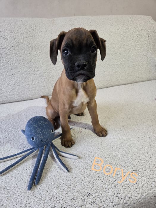 Piesek rasy bokser Borys