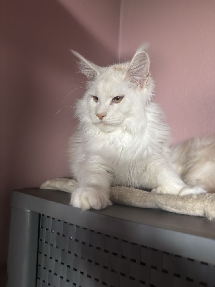 Kocurek maine coon