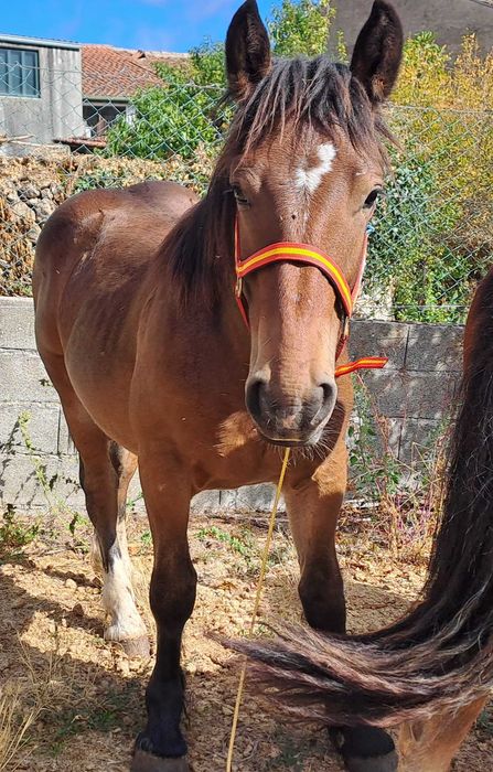 Vendo poldro Breton 2024 (13 meses)