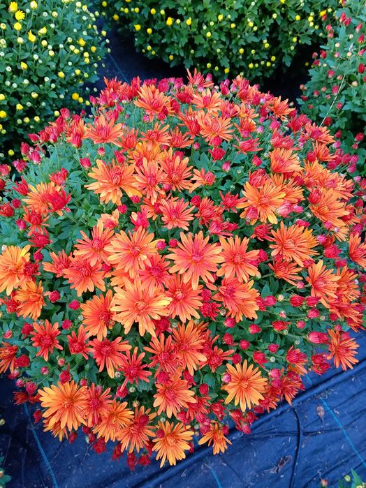 Chryzantemy drobnokwiatowe