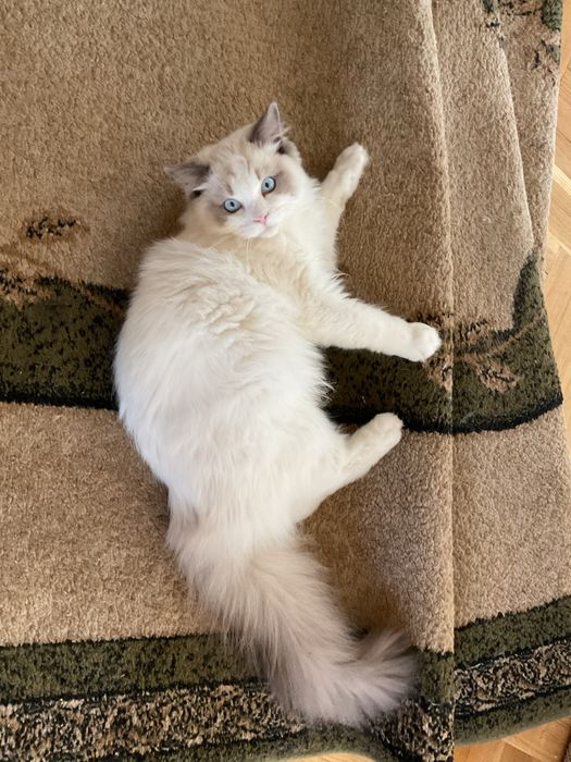 Roczny kocurek ragdoll