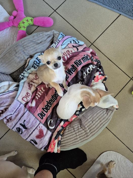 Chihuahua suczka krótkowłosa  ZKwP FCI