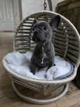 Buldog francuski
