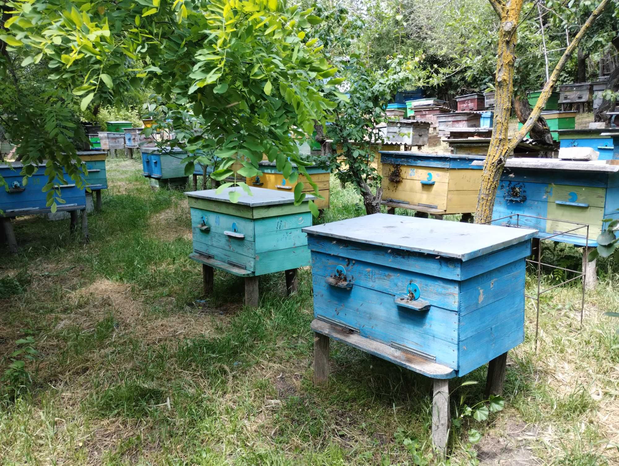 Продам бджолосімї з вуликами