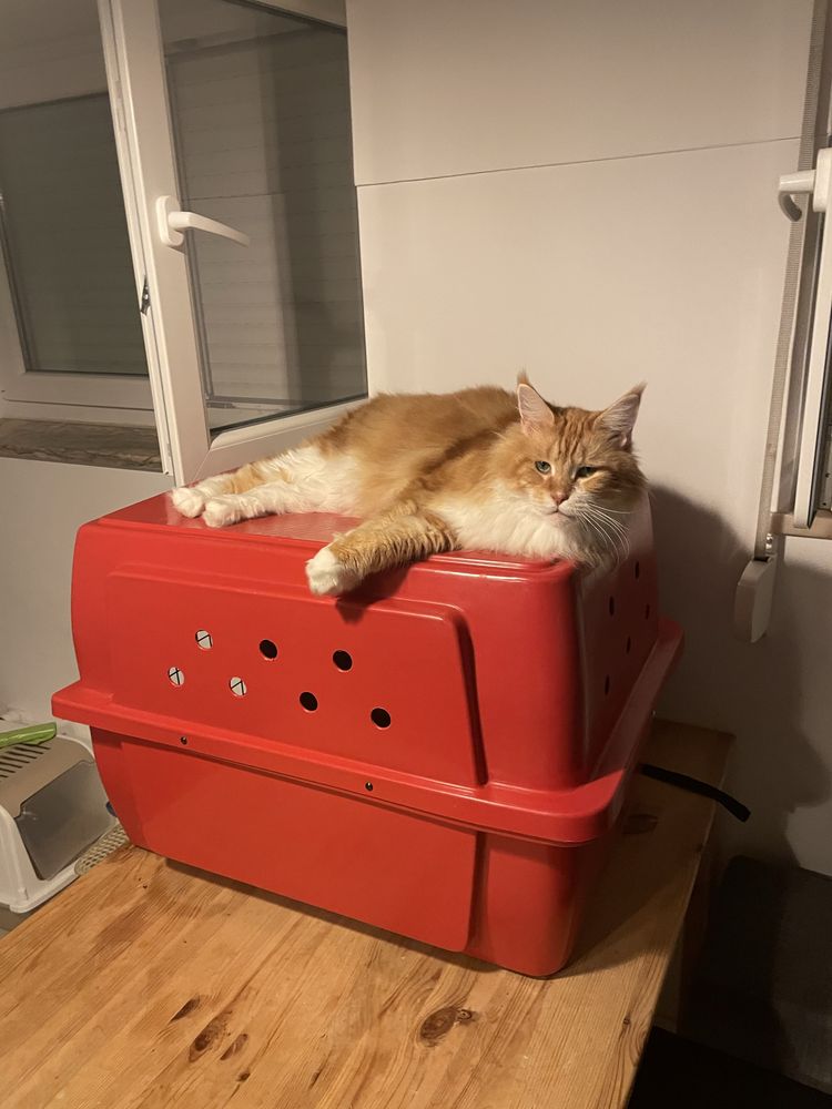 Caixa Transporte Pet Cão Gato Avião Padrão Iata Tamanho 4 N4