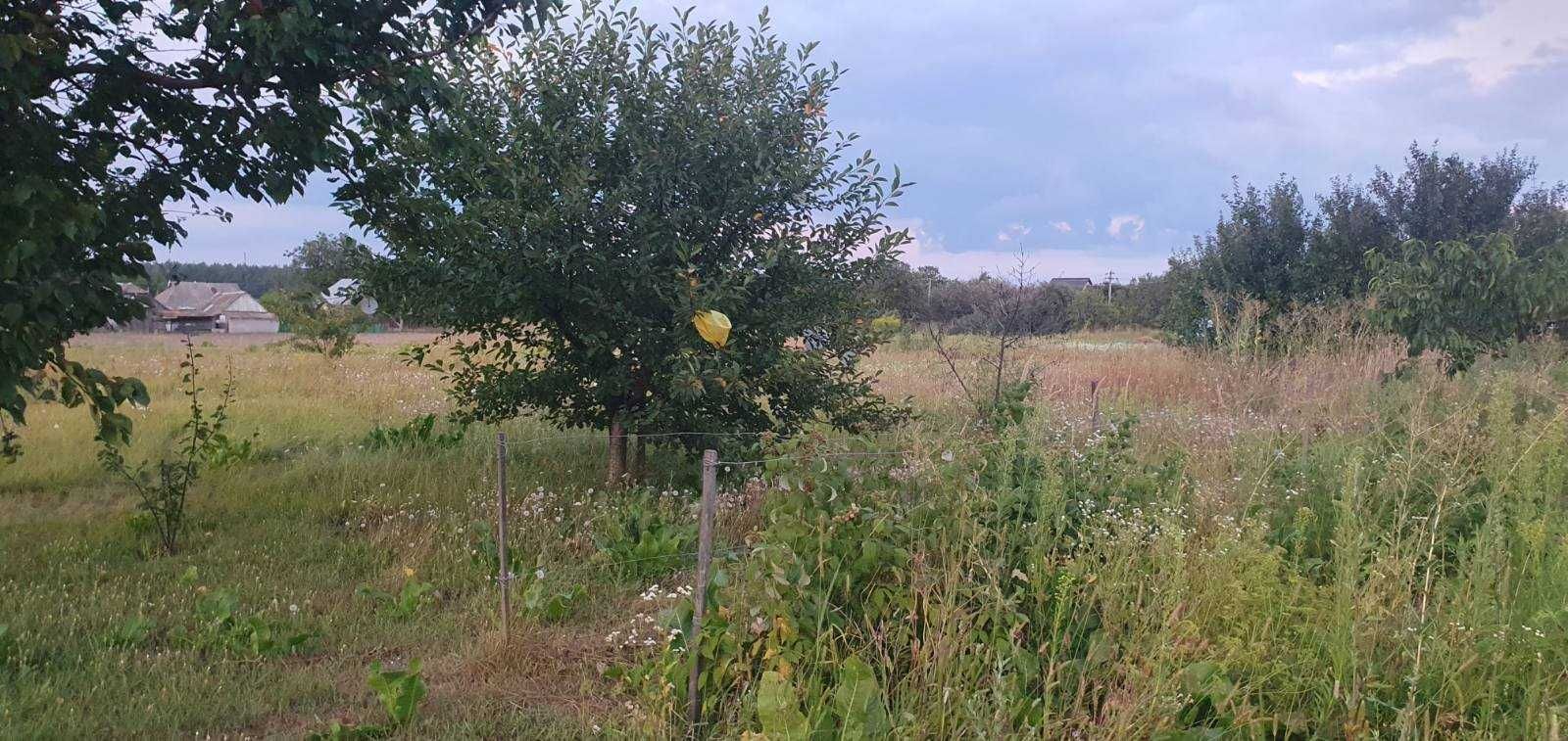 Продам будинок в центрі села