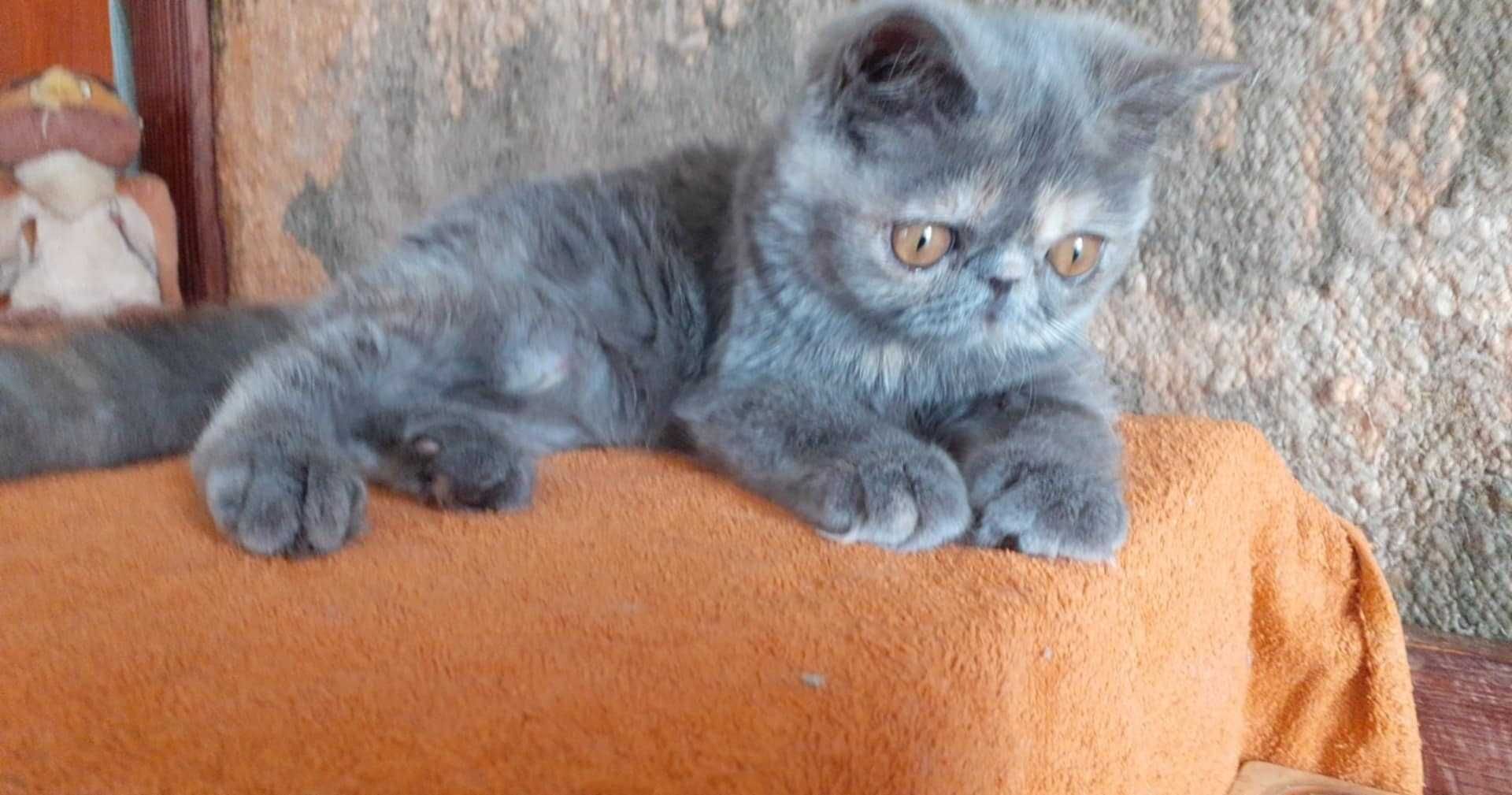 Koteczka egzotyczna Hebe Mruczoduszka * PL