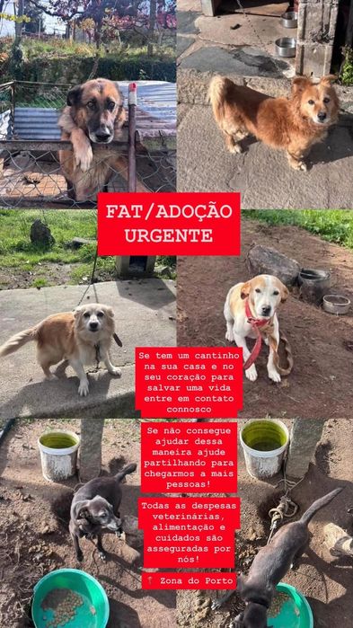 Adoção Responsável - Cães