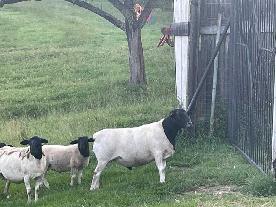 Dorper owce i barany Dorpery