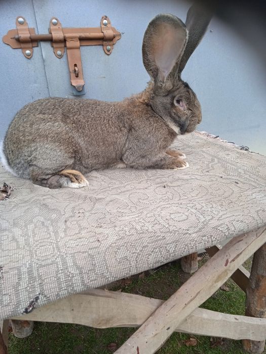 Olbrzym belgijski szary