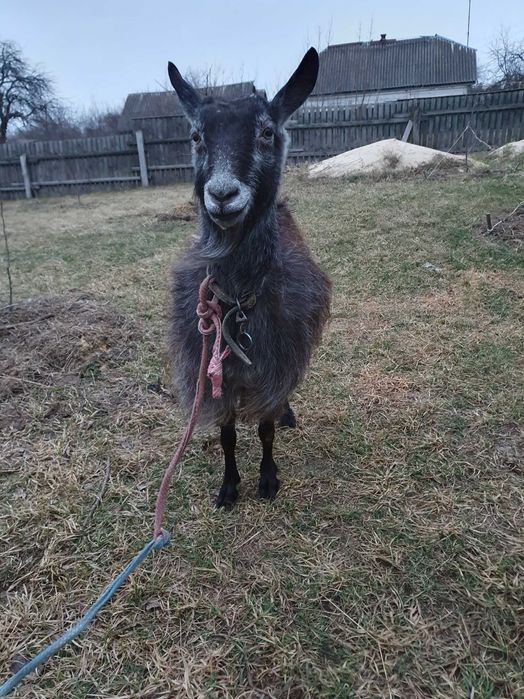 Коза дійна спокійна