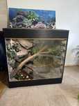 Terrarium tropikalne