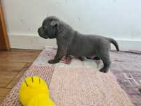 American Bully Dziewczynka Silna