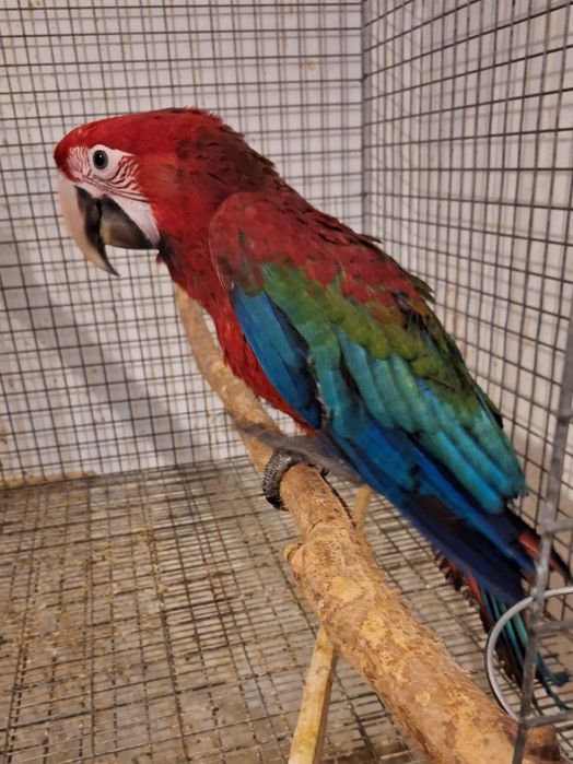 Arara chloropterus