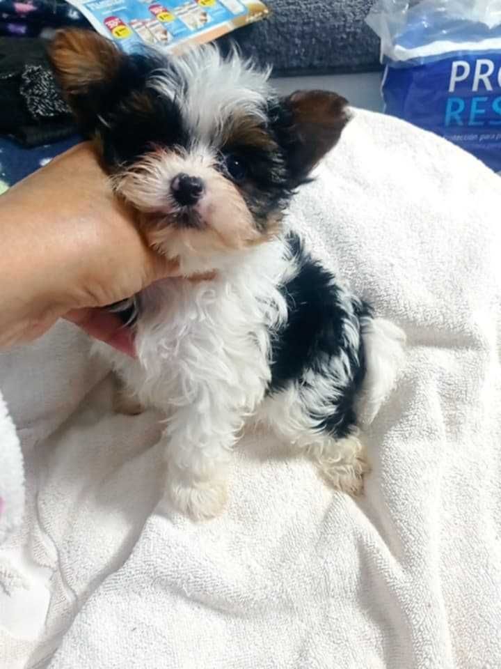 Yorkshire Biewer Terrier Fêmea