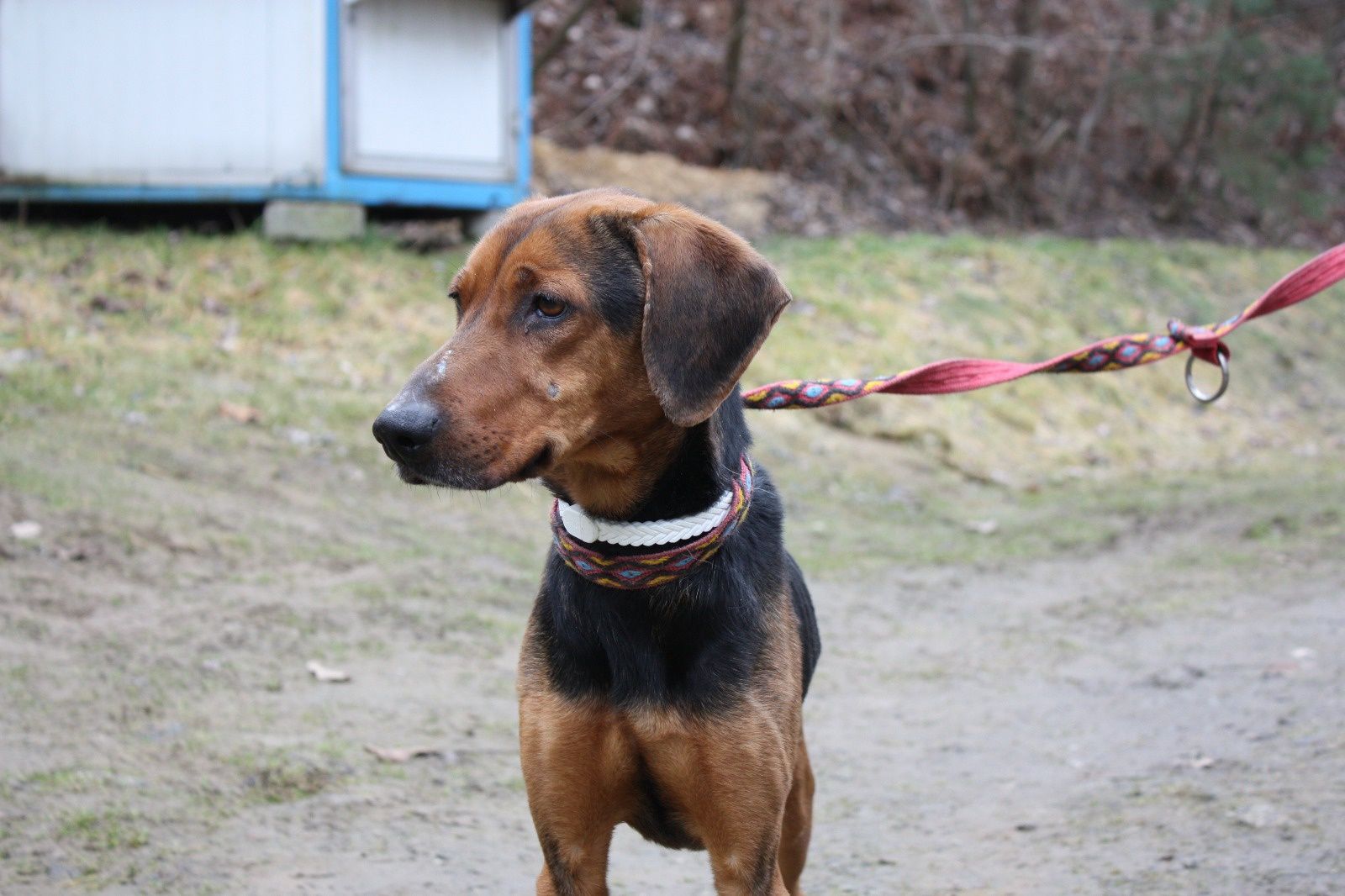 Pies Hunter do adopcji. Oddam psa