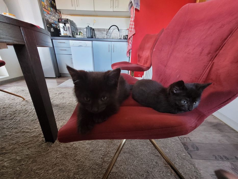 Oddam w dobre ręce kociaki – rodzeństwo 7 tygodni