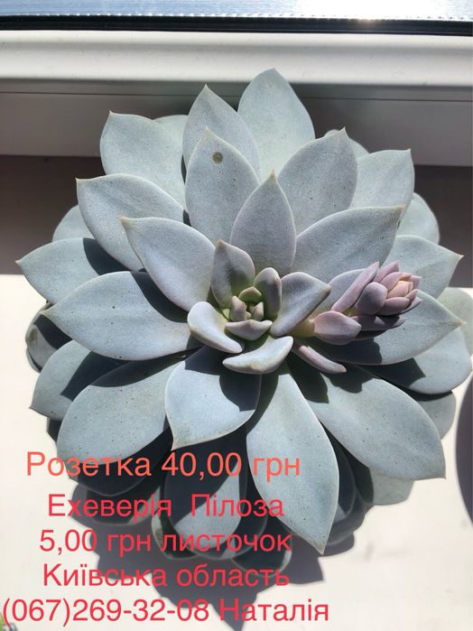 Ехеверія види. Ечеверія.