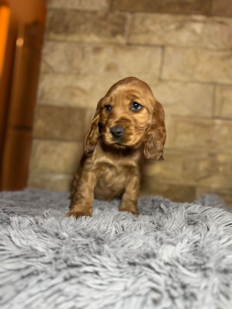 Cocker spaniel angielski sunia