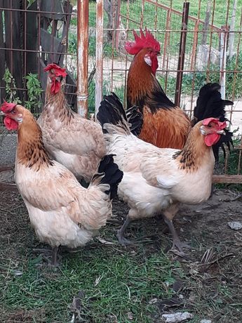 Ovos de galinhas andaluza surenha morucha