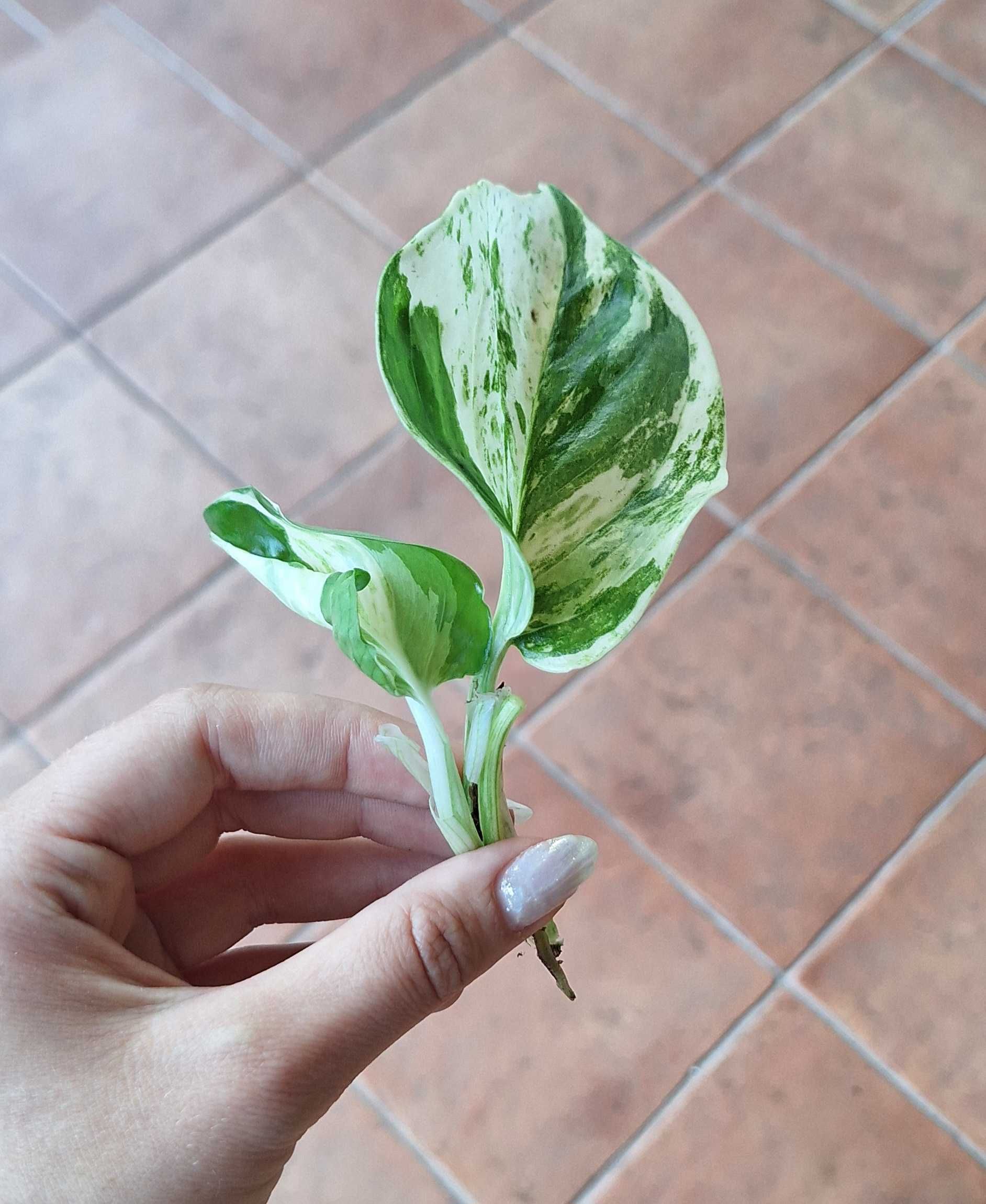 Epipremnum happy leaf variegata