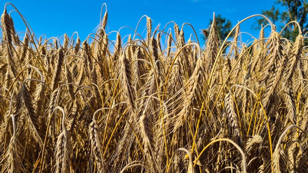 Sprzedam pszenżyto i jęczmień