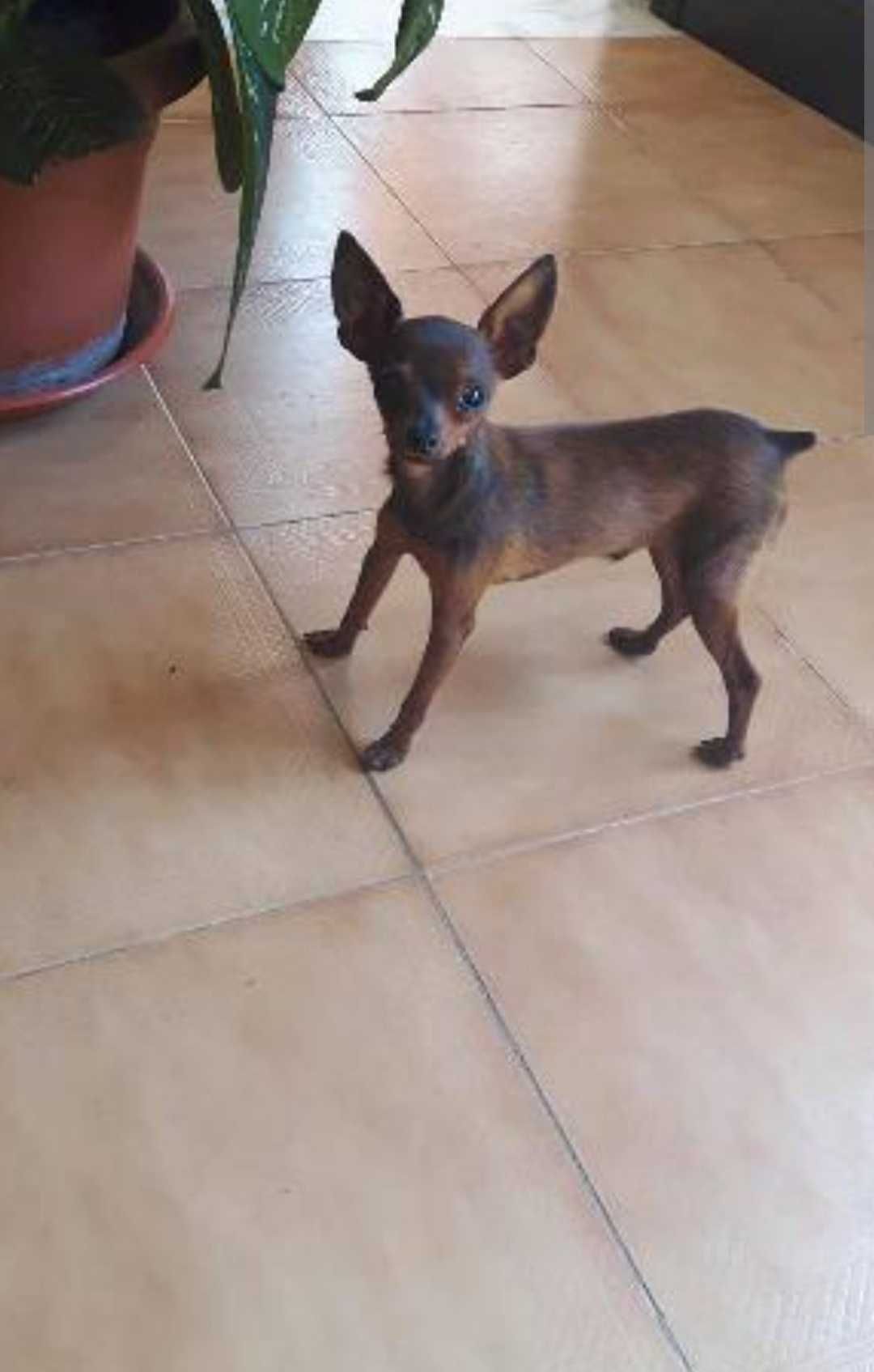 Pinscher chocolate t zero