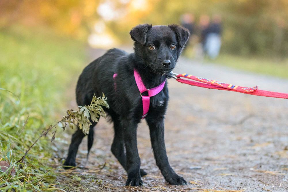 MABISIA - przestraszona dziecinka w schronisku, szczeniak ok. 6 msc