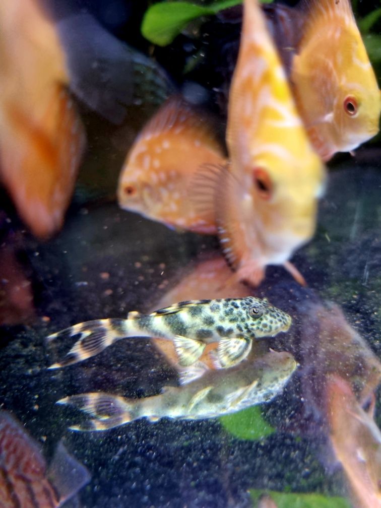 Zbrojnik L075 Peckoltia Sabaji