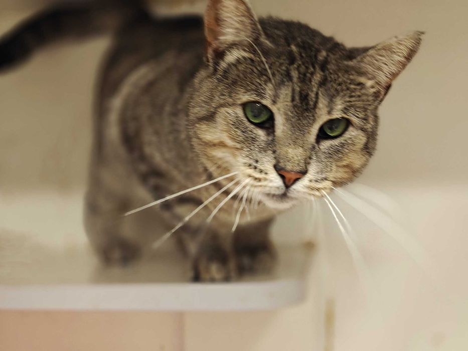 Лагідне чудо позитивна товариська кішка-няшка Аста 1,5р.