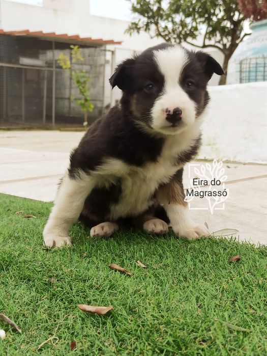 Cachorro border collie